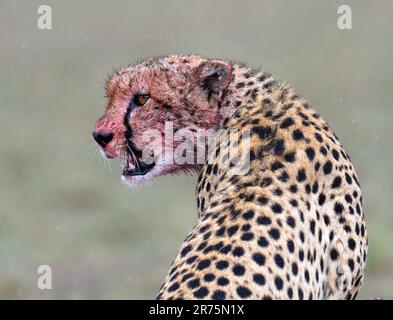 Cheetah (Acinonyx jubatus) sanglant après l'alimentation, Réserve de gibier de Maasai Mara, Kenya. Banque D'Images