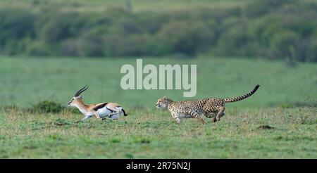 Cheetah (Acinonyx jubatus) chase un vieux buck gazelle de Thomson, Massai-Mara Game Reserve, Kenya. Banque D'Images