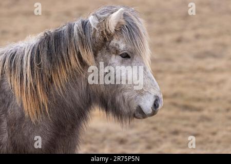 Portrait du cheval islandais sur un pâturage en Islande Banque D'Images