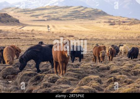 Cheval islandais sur un pâturage en Islande Banque D'Images