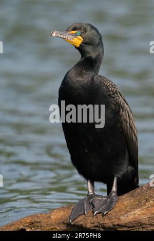 Un cormormante à double crête a peché sur une souche. Banque D'Images