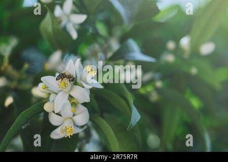 l'abeille pollinise des fleurs d'arbre orange, au printemps. Idée pour un fond naturel ou une carte postale, fleurs d'agrumes sur la mer Egée, temps de voyage Banque D'Images