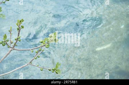 Branche d'arbre de figue sur un ruisseau, jeunes feuilles de printemps et premiers fruits sur la branche, espace pour le texte Banque D'Images