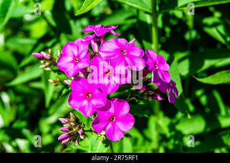 Belle fleur sauvage phlox paniculata sur la prairie, photo composée de fleur sauvage phlox paniculata à herbe prairie, flo sauvage Banque D'Images