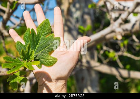 Figue feuille d'arbre dans la paume d'une femme, jeunes feuilles de printemps et premiers fruits sur une branche, espace pour le texte, idée pour une carte postale ou d'arrière-plan. Culasse de ressort Banque D'Images