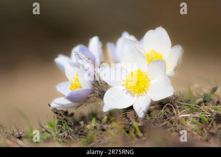 Anemone alpine blanche, Pulsatilla alba, gros plan Banque D'Images