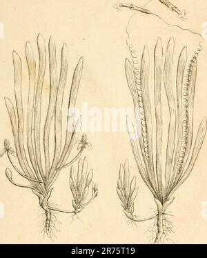 «Éléments de la science de la botanique, tels qu'établis par Linnaeus; avec des exemples pour illustrer les classes et les ordres de son système» (1809) Banque D'Images