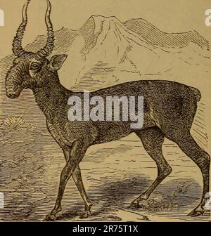 'Éléments de zoölogie' (1884) Banque D'Images