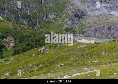 Réservoir Margaritzen avec barrage, vaches devant la hutte, route alpine de Großglockner Banque D'Images