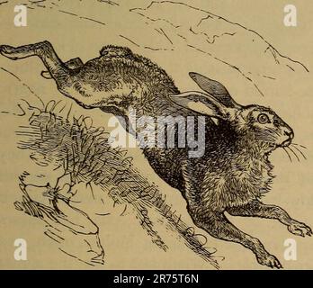 'Éléments de zoölogie' (1884) Banque D'Images