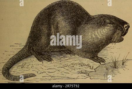 'Éléments de zoölogie' (1884) Banque D'Images