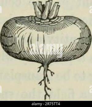 «Éléments de l'agriculture pratique; comprendre la culture des plantes, l'élevage des animaux domestiques et l'économie de la ferme» (1838) Banque D'Images