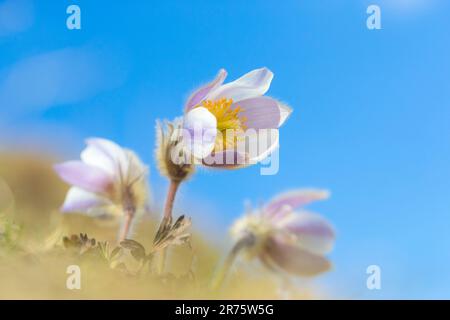 Fleur de pasque printanière, Pulsatilla vernalis, trois fleurs avec des calices ouverts contre le ciel bleu Banque D'Images