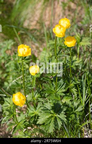 Globeflower, Trollius europaeus, Banque D'Images