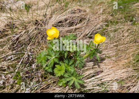 Globeflower, Trollius europaeus, Banque D'Images