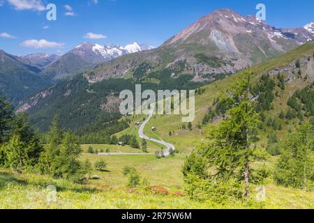 Route haute de Großglockner, Kasereck, vue vers Großglockner, larches et roses alpines au premier plan Banque D'Images
