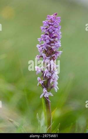 Orchidée parfumée, Gymnadenia conopsea, vue rapprochée, vue latérale Banque D'Images