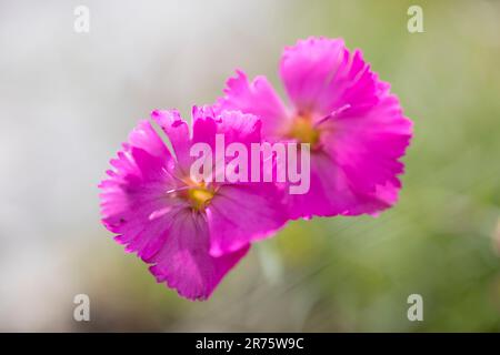 Rose cheddar, Dianthus gratianopolitanus, gros plan par le dessus. Banque D'Images