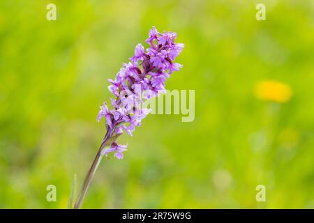 Orchidée parfumée, orchidée, Gymnadénia conopsea, vue rapprochée, vue latérale Banque D'Images