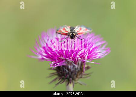 Laine à six points, goutte de sang, Zygaena filipendulae sur le chardon, gros plan à partir de l'avant Banque D'Images