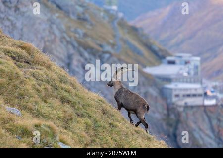 Alpine ibex, Capra ibex marche vers le haut d'une prairie de montagne, latéralement, terrasse murale gratuite et garage de stationnement en arrière-plan Banque D'Images