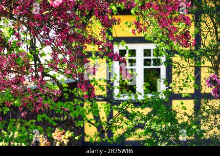 Arbres à fleurs roses au printemps dans le jardin avant de la maison jaune à colombages sur la côte Baltique Banque D'Images