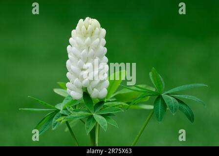 Fleur de lupin blanc avec feuilles, Lupinus polyphyllus. Jardin. Arrière-plan vert naturel flou. Trencin, Slovaquie Banque D'Images