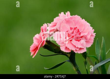 Fleurs de Carnation Dianthus caryophyllus, également appelé grenadine ou plante herbacée rose de clou de girofle. Arrière-plan vert naturel flou. Trencin, Slovaquie Banque D'Images