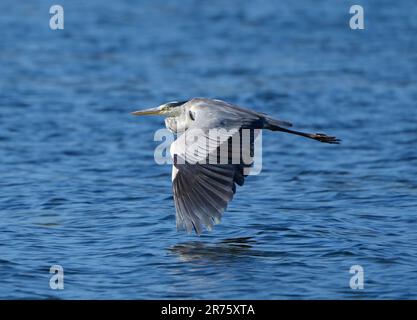 Héron gris (Ardea cinerea), lagune de la rivière Bot, Overberg, Afrique du Sud, Banque D'Images