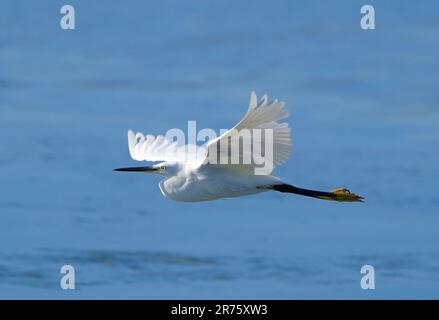 Little Egret (Egretta garzetta), lagune de la rivière Bot, Overberg, Afrique du Sud, Banque D'Images