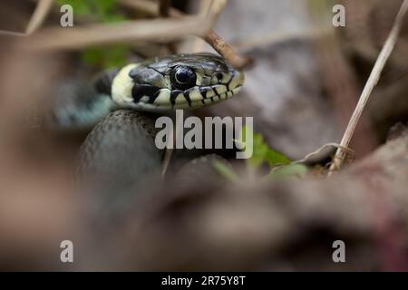 Serpent à herbe, Natrix natrix, serpent, tête, portrait Banque D'Images