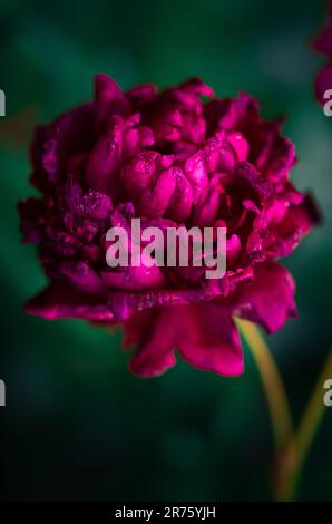 Derniers jours de vie de la fleur de pivoine. Photographie en gros plan dans le jardin de pivoine Banque D'Images