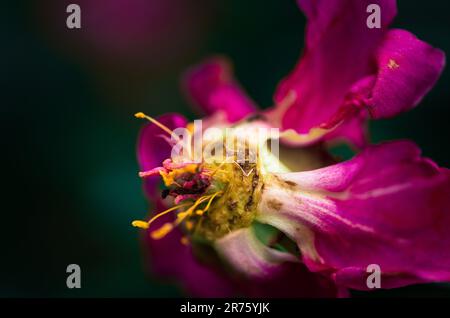 Derniers jours de vie de la fleur de pivoine. Photographie en gros plan dans le jardin de pivoine Banque D'Images