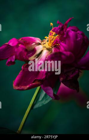 Derniers jours de vie de la fleur de pivoine. Photographie en gros plan dans le jardin de pivoine Banque D'Images