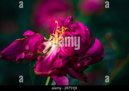 Derniers jours de vie de la fleur de pivoine. Photographie en gros plan dans le jardin de pivoine Banque D'Images