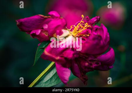 Derniers jours de vie de la fleur de pivoine. Photographie en gros plan dans le jardin de pivoine Banque D'Images