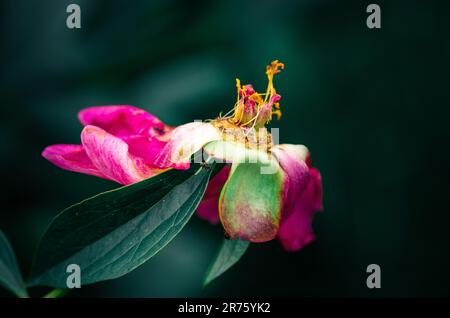 Derniers jours de vie de la fleur de pivoine. Photographie en gros plan dans le jardin de pivoine Banque D'Images