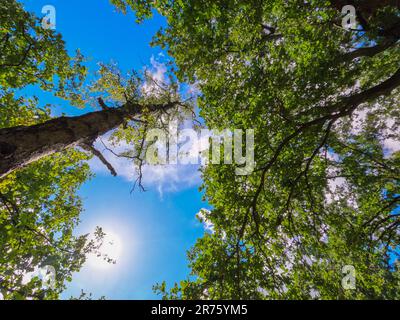 Le soleil magnifiquement illuminant les arbres verts de grands arbres dans une forêt défrichement, vue panoramique. Photo de haute qualité Banque D'Images