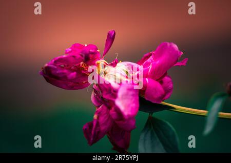 Derniers jours de vie de la fleur de pivoine. Photographie en gros plan dans le jardin de pivoine Banque D'Images