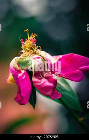 Derniers jours de vie de la fleur de pivoine. Photographie en gros plan dans le jardin de pivoine Banque D'Images