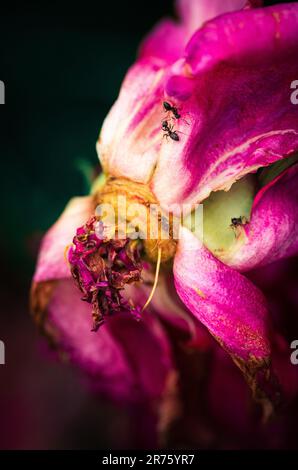 Derniers jours de vie de la fleur de pivoine. Photographie en gros plan dans le jardin de pivoine Banque D'Images