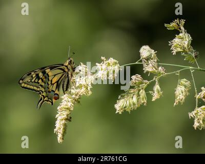 Papillon à queue d'allowtail. Le plus grand papillon du Royaume-Uni. Banque D'Images