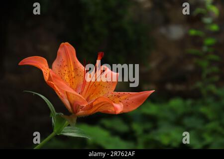 Photo latérale d'un lys de tigre orange sur fond vert flou Banque D'Images