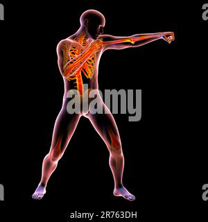 Anatomie du sport de boxe, illustration informatique. Corps humain masculin en position de boxe avec squelette à forte altitude montrant l'activité squelettique de la boxe. Banque D'Images