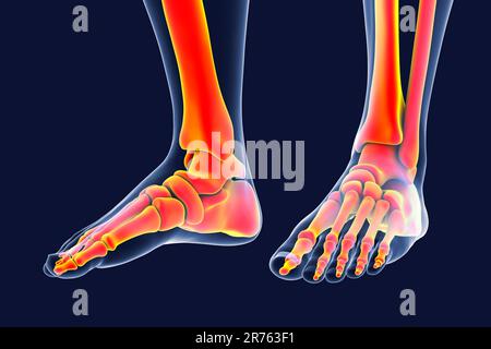 Cheville humaine, illustration informatique. Banque D'Images