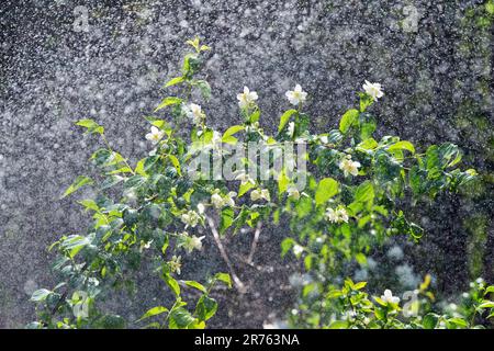 Potsdam, Allemagne. 13th juin 2023. Un système de gicleurs vaporise de l'eau sur les arbustes et la pelouse du jardin Marly du parc du Palais de Sanssouci. Crédit : Soeren Stache/dpa/Alay Live News Banque D'Images