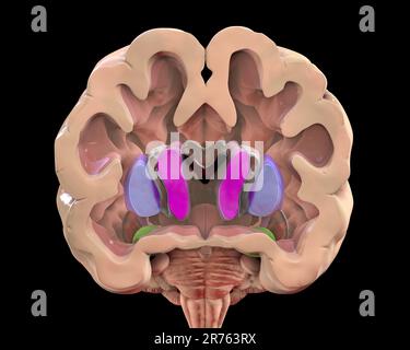 Illustration informatique des ganglions basaux montrant le noyau caudé (violet), le putamen (bleu) et les ventricules latéraux (rouge foncé). Banque D'Images
