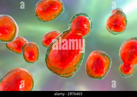 Cryptococcus neoformans fungus, computer illustration. C. neoformans is a yeast-like fungus that reproduces by budding. An acidic mucopolysaccharide c Banque D'Images