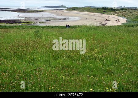 Faible Newton par la mer, fleurs sauvages, Newton Haven, Northumberland Banque D'Images