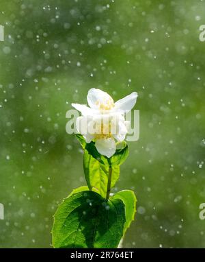 Potsdam, Allemagne. 13th juin 2023. Un système de gicleurs vaporise de l'eau sur les arbustes et la pelouse du jardin Marly du parc du Palais de Sanssouci. Crédit : Soeren Stache/dpa/Alay Live News Banque D'Images